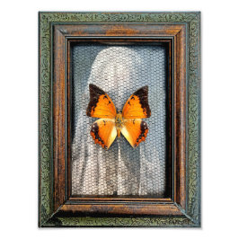 Foto Butterfly de 9" x 12" com bordas pretas