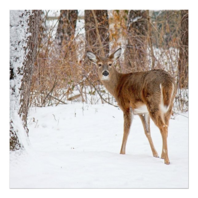 Foto Button Buck Deer no inverno White Snowy Field (Frente)