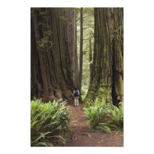 Foto CA, Parque Estadual das Florestas de Redwood Jeded