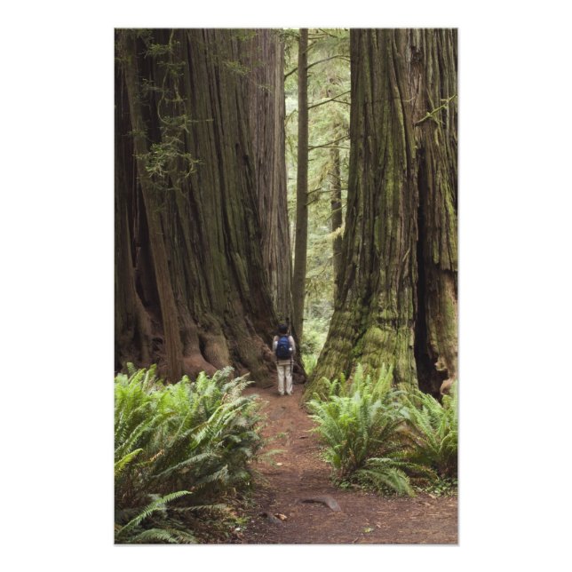 Foto CA, Parque Estadual das Florestas de Redwood Jeded (Frente)