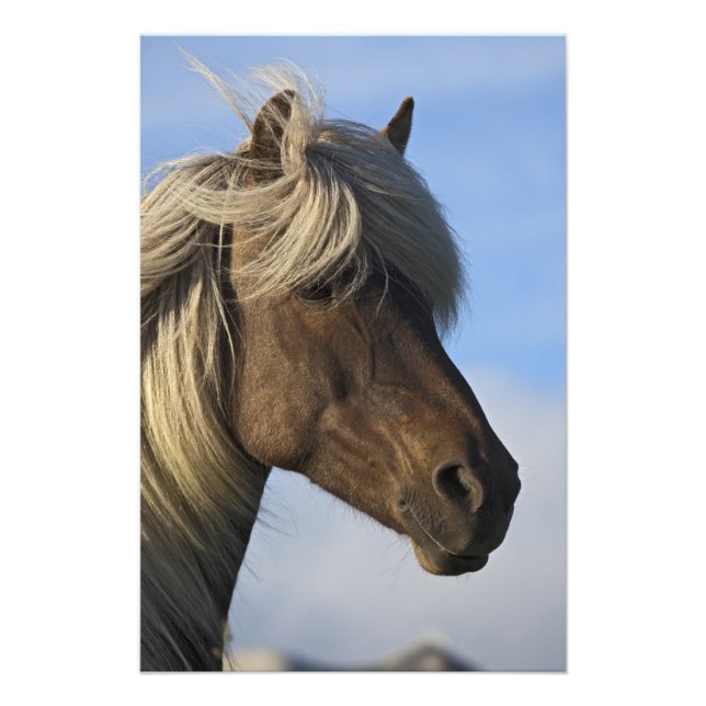 Foto Cabeça de cavalo islandês, Islândia (Frente)