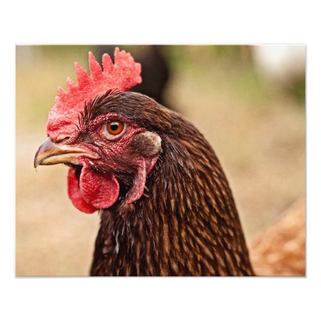 Foto Cabeça de galinha! (Frente)