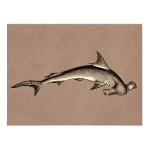 Foto Cabeça de martelo velha do tubarão de Hammerhead