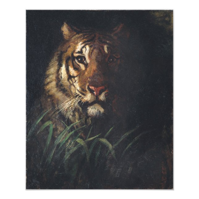Foto Cabeça de Tiger por Abbott Handerson Thayer (Frente)