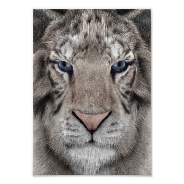 Foto Cabeça de Tigre Branco Estética da Vida Selvagem (Frente)