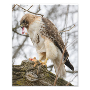 Foto Caça a Hawk de cauda vermelha