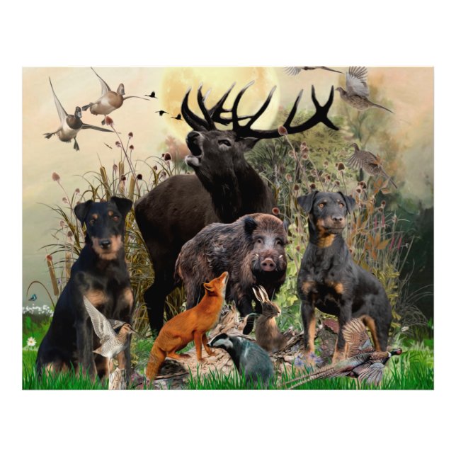 Foto Caça alemã Terrier (Jagdterrier) (Frente)