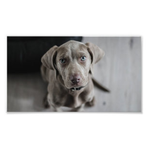 Foto cachorrinho
