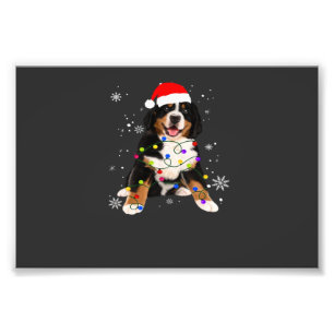 Foto Cachorro Bernês Engraçado Ilumina o Natal Combinan