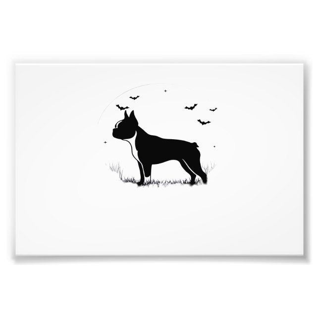 Foto Cachorro Boston Terrier � Silhueta da Lua de Hallo (Frente)