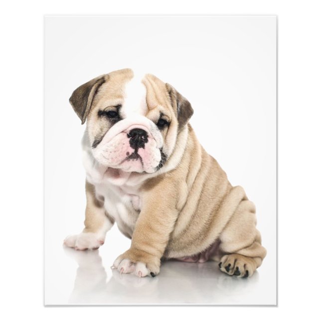 Foto Cachorro Cachorro (Frente)