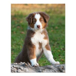 Foto Cachorro Cachorro Gelado Australiano Paperprint