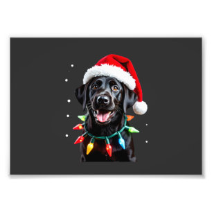 Foto Cachorro de pijama com luz de árvore de Natal do L