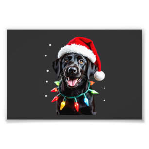 Foto Cachorro de pijama com luz de árvore de Natal Labr