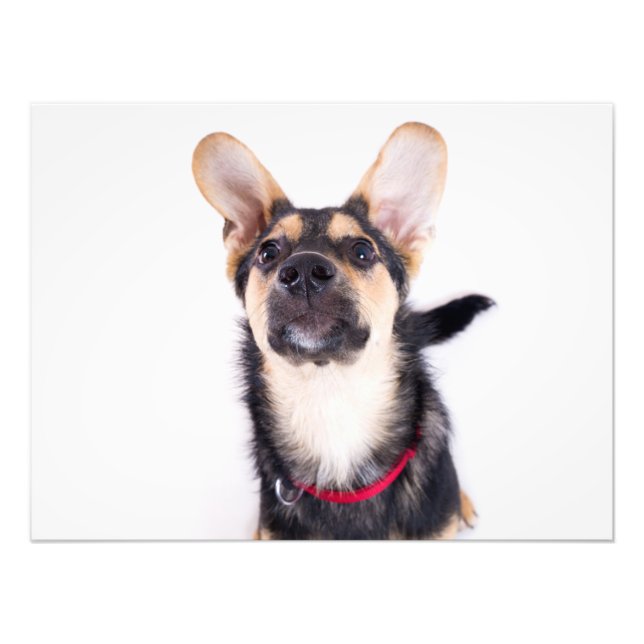 Foto Cachorro engraçado (Frente)