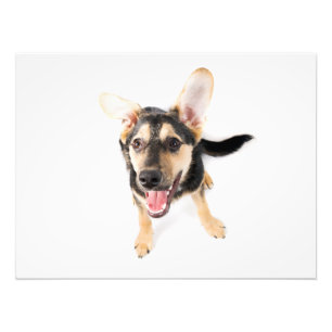 Foto Cachorro engraçado