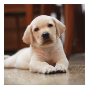 Foto Cachorro Pupido Amarelo, deitado na barriga