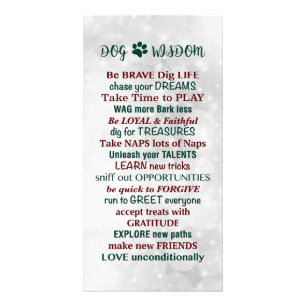 Foto Cachorro Sabedoria