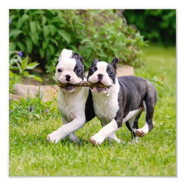 Foto Cachorros bem engraçados de Boston Terrier brincan (Frente)