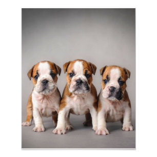 Foto Cachorros de Bulldog  Presente De Adolescentes De 