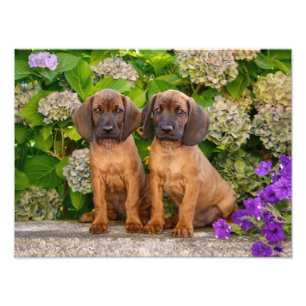Foto Cachorros de Cachorro da Baviera com Flores