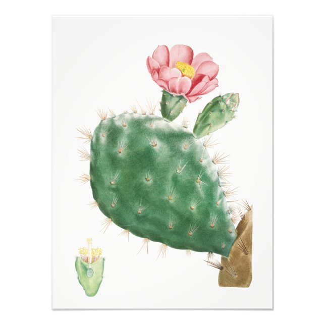 Foto Cacto Cochenillifer, Ilustração Antiga, 1799  (Frente)