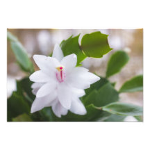 Cacto de Natal Branco Schlumbergera Vasos Flores