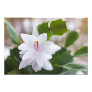 Foto Cacto de Natal Branco Schlumbergera Vasos Flores
