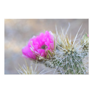 Foto Cacto floresce rosa