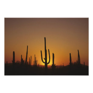 Foto Cacto saguaro gigante Cereus giganteus),