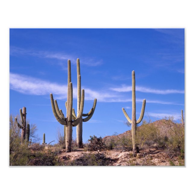 Foto Cacto Saguaro gigante multi braços, Saguaro (Frente)