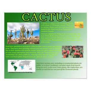 Foto Cactus