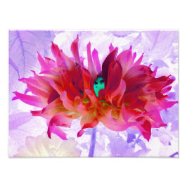 Foto Cactus Dahlia Vermelho e Rosa Quente