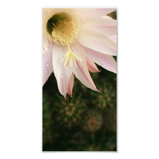 Foto Cactus Flower (Frente)