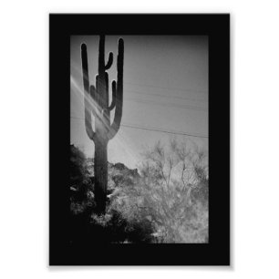 Foto Cactus Phoenix