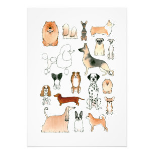 Foto Cães