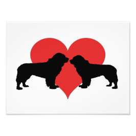 Foto cães da nova fundura