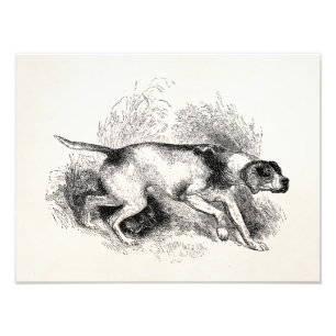 Foto Cães dos ponteiros dos 1800s do cão de caça do