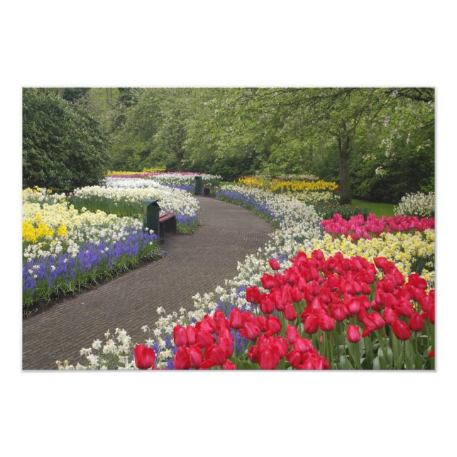 Foto Calçada através de tulipas, narcisos e (Frente)