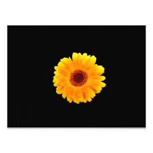 Foto Calendula Officinalis