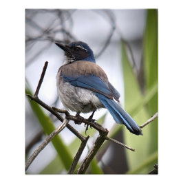 Foto California Scrub Jay
