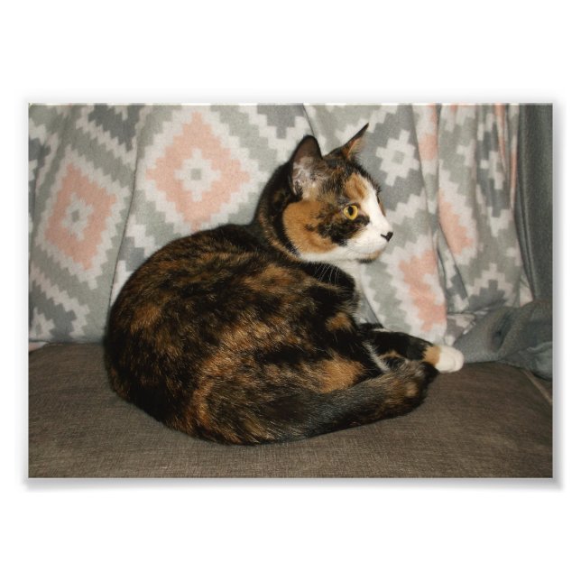 Foto Callie Gato no Sofá (Frente)