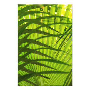 Foto Camadas de Palm Frond, Abstrato de padrão de paisa