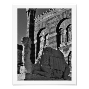 Foto Camel Thoughts