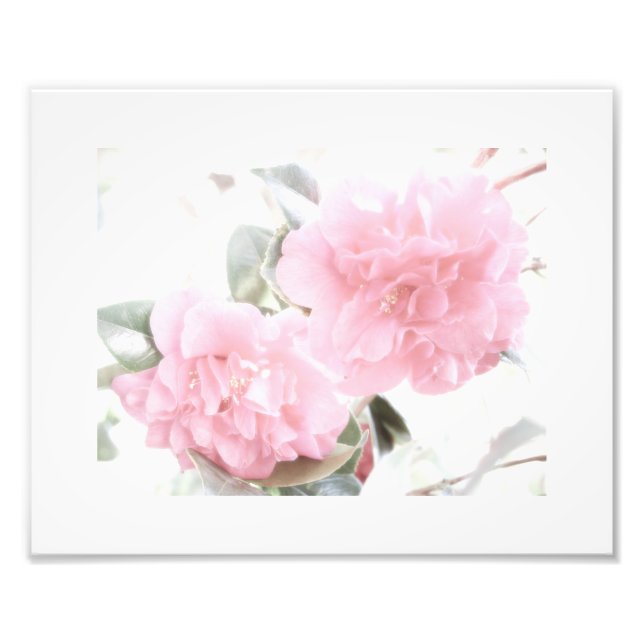 Foto Camellias Rosa Suave (Frente)