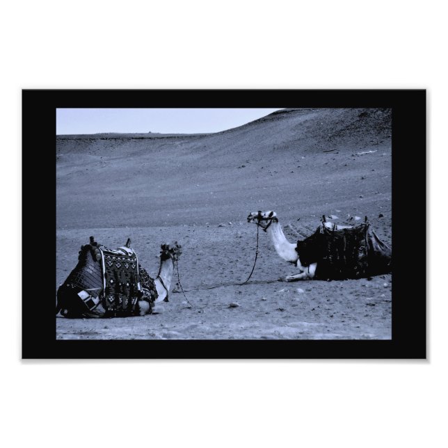 Foto Camelos Egípcios (Frente)