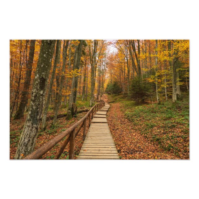 Foto Caminho pela floresta do outono. (Frente)