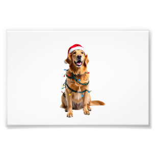 Foto Camisa de Natal para Cachorro, Pâ Golden retriever