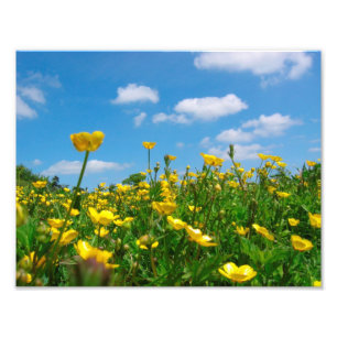 Foto Campo Botão-de-Ouro
