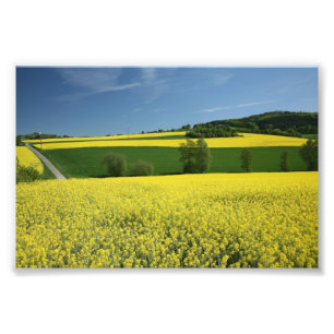 Foto Campo da colza perto de Bavenhausen, Alemanha